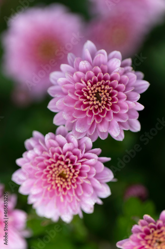 All Saint’s Day Flower Chrysanthemums in close view
