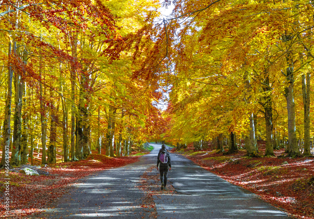 Fototapeta premium Mount Autore Livata (Subiaco, Italy) - Autumnal foliage in the mountains of province of Roma, Lazio region, Simbruini mounts natural park. Here a view with a beautiful autumn landscape.