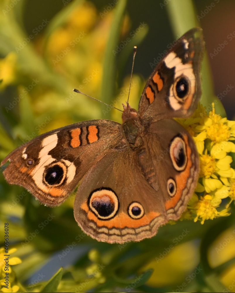 Fototapeta premium Buckeye butterfly