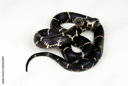 Eastern Kingsnake (Lampropeltis getula) on white