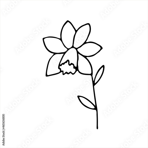 Painted Iris flower. Doodle style, black outline, drawing with floral elements, minimalism. Isolated. Vector illustration.