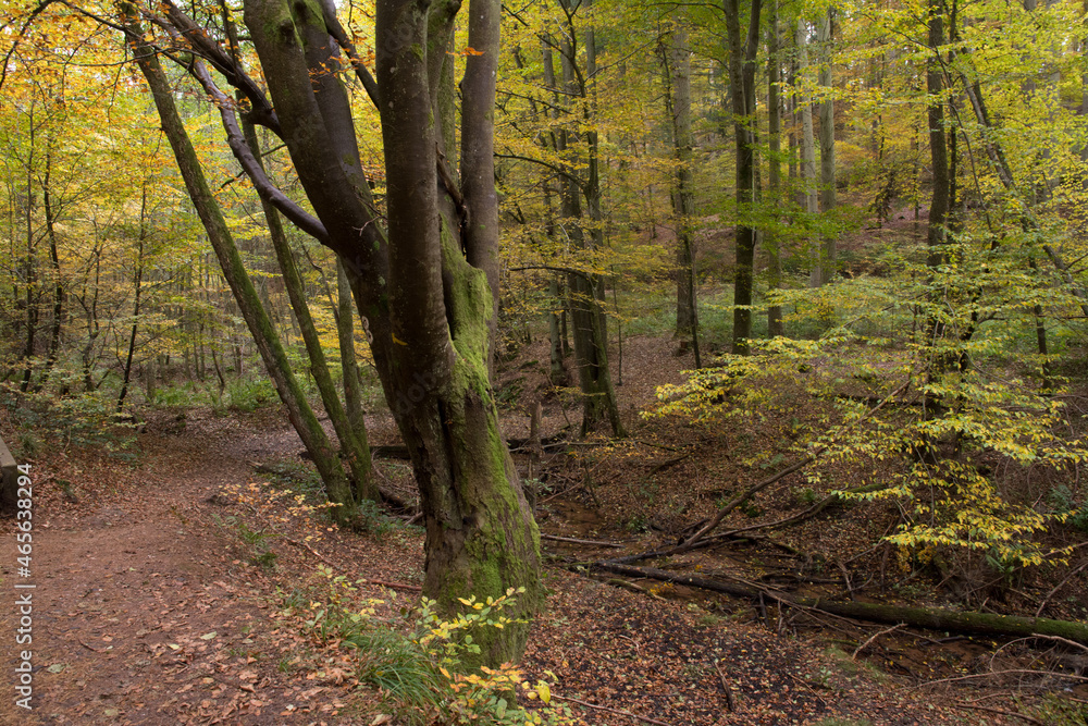 Fototapeta premium herbstlicher stumpfwaldwald