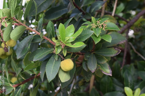 Strawberry tree leaves and immature green fruits (Arbutus unedo)
