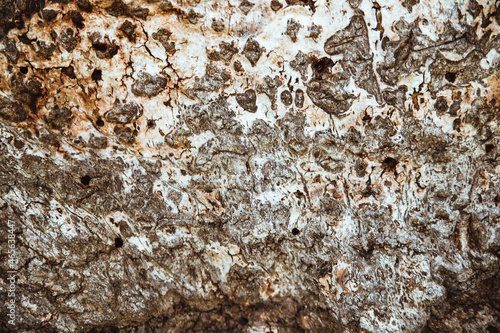 Close-up of tree bark. An old tree. The texture of an uneven and rough wood surface. © Cherkasova Alie