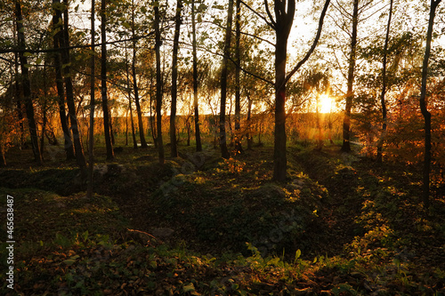 Fototapeta Naklejka Na Ścianę i Meble -  Jesień w lesie o zachodzie słońća.