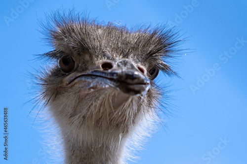 ostrich head close up © Adrian