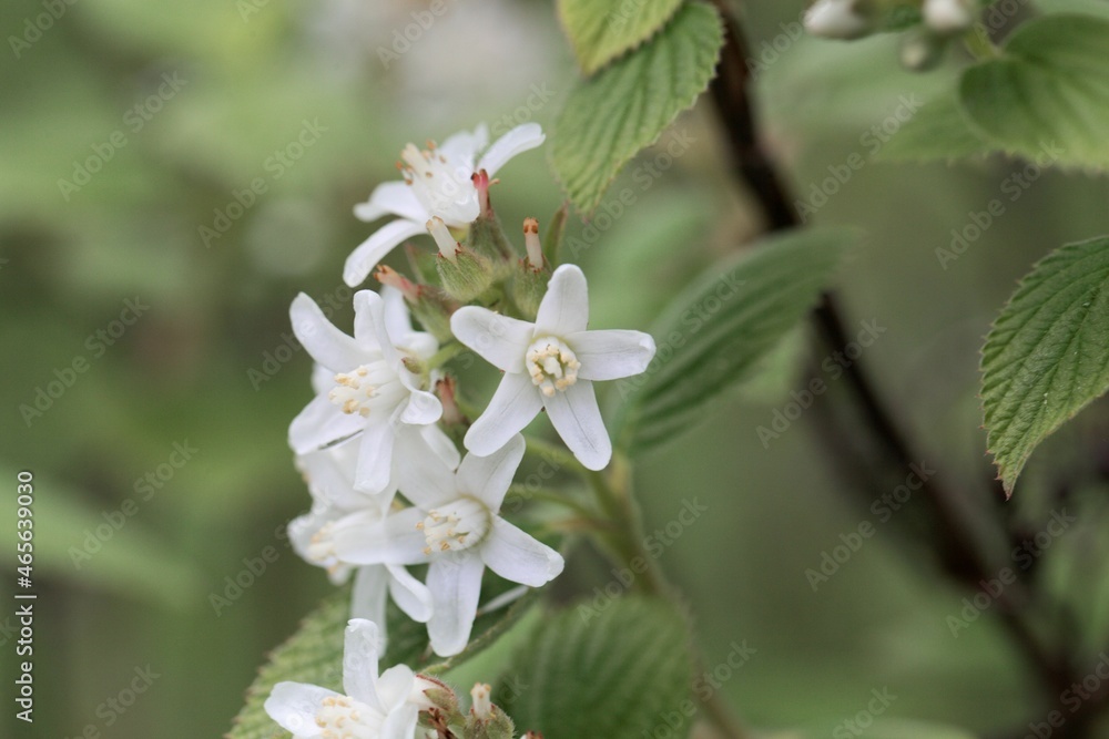 Fototapeta premium Flower of a waxflower, Jamesia americana