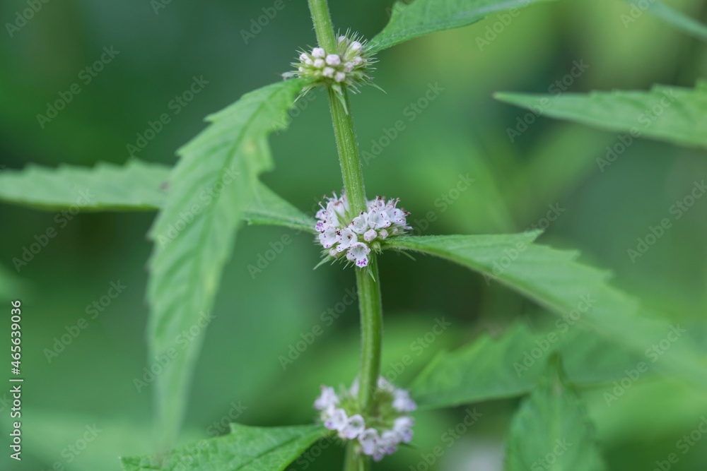 Flower of an American bugleweed, Lycopus americanus Flower of an American bugleweed, Lycopus americanus