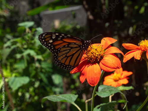 Monarch Butterfly (Danaus plexippus) Feeding on Enormous Orange Flower Knows as Daisy in a Garden in Medellin, Colombia © Alexandre