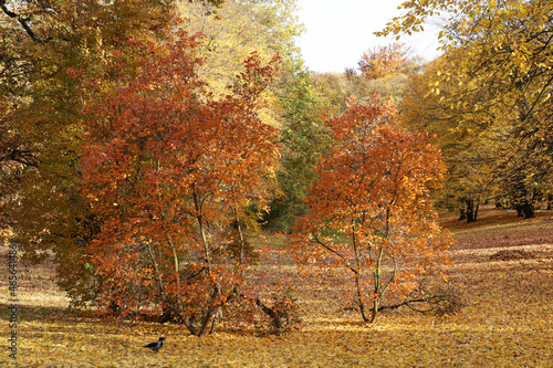 piękny jesienny widok na żółty park z drzewami.