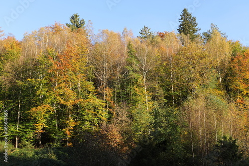 a forest in autumn with colorful leaves on the trees © maho