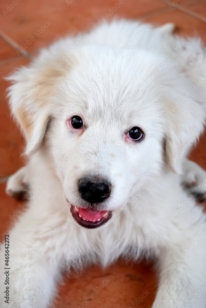 Portrait of a sheepdog puppy.