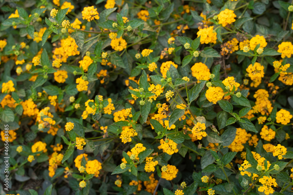 Obraz premium yellow flowers nature