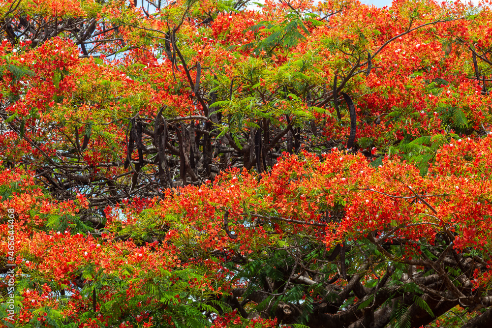 Flamboyant tree blossoms in October in Brazil. seasonal flowers