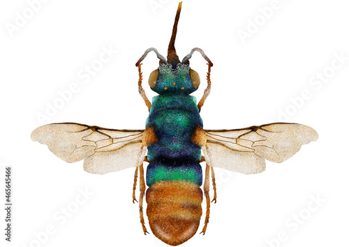 Illustration of colorful wasp/bee on white background 