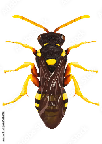 Illustration of yellow wasp/bee on white background	