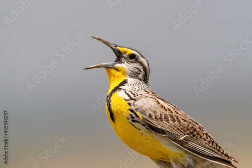 A closeup portrait of a Western Meadowlark singing with fervor. photo