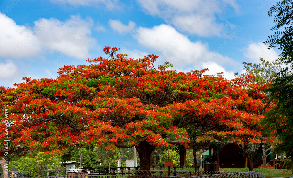 Flamboyant tree blossoms in October in Brazil