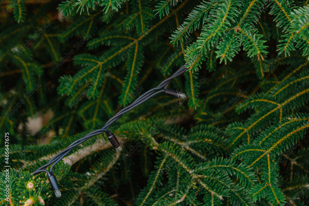 Closeup shot of garland on a fir tree Closeup shot of garland on a fir tree