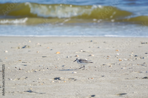sandpiper with wave crashing