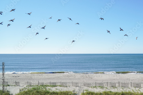 birds at the beach