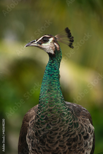 Green peacock 
