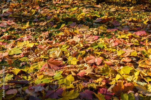 Autumn. Yellow and red leaves lie on the grass. November. Leaf fall
