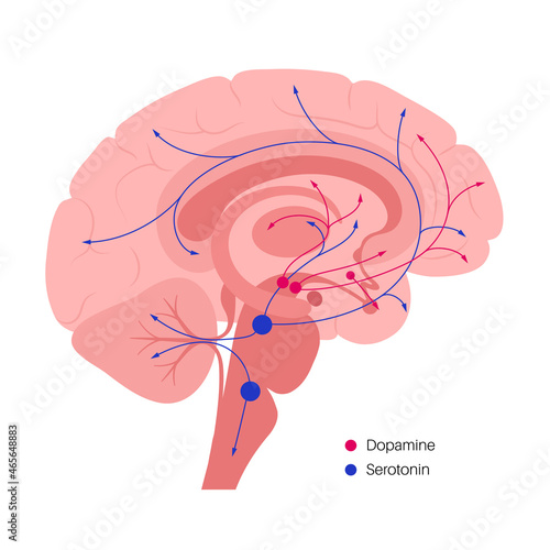 Serotonin and dopamine pathway