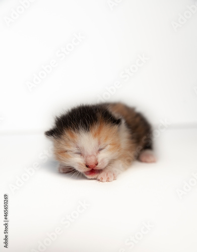 Mehrfarbiges Kätzchen eine Woche alt mit weißem Hintergrund