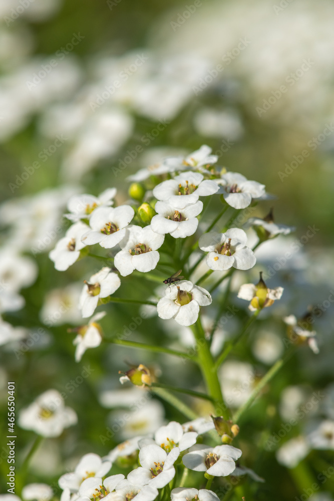 Hornungia alpina flowers in bloom Hornungia alpina flowers in bloom