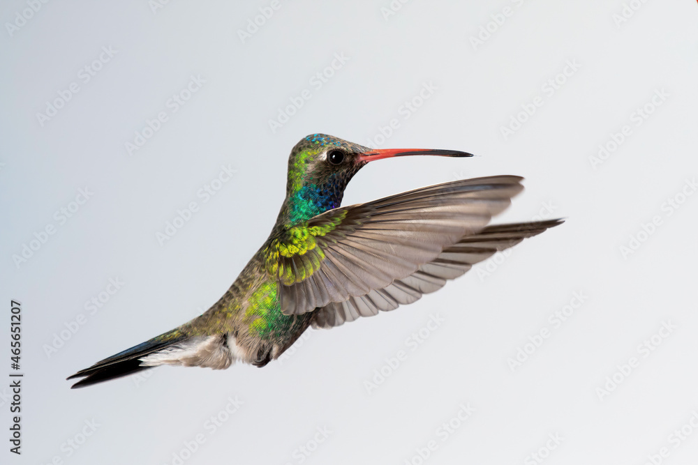 Fototapeta premium Colibrí - Hummingbird