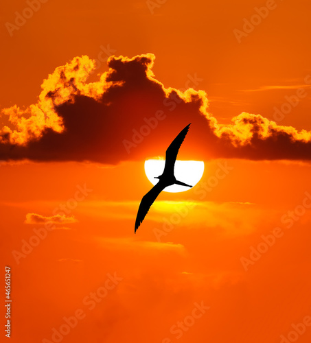 Bird Silhouette Sunset Vertical