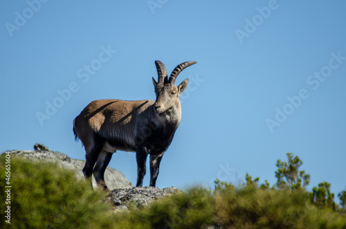 Mountain wild goat standing still on a rock. Capra pyrenaica lusitanica. Portugal. photo