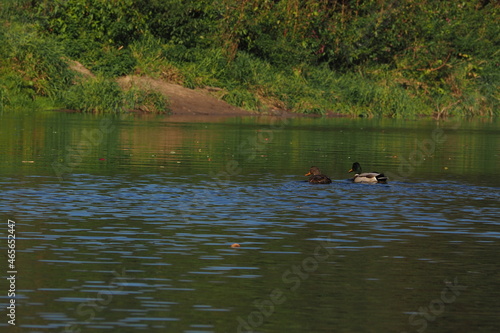 Płynące kaczki po rzece  © vofchok