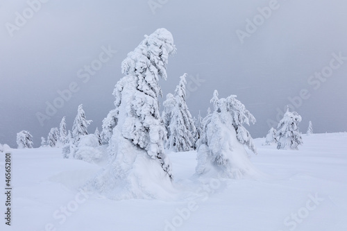 Landscape of high mountains with snow. Foggy forests. A panoramic view. Winter. Wallpaper background. Natural scenery. Location place Carpathian, Ukraine, Europe