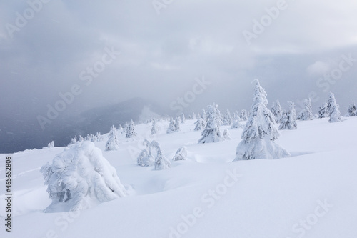 Landscape on winter day. Forest. Meadow covered with frost trees in the snowdrifts. Christmas wonderland. Snowy wallpaper background. Nature scenery. Location place the Carpathian, Ukraine, Europe. © Vitalii_Mamchuk