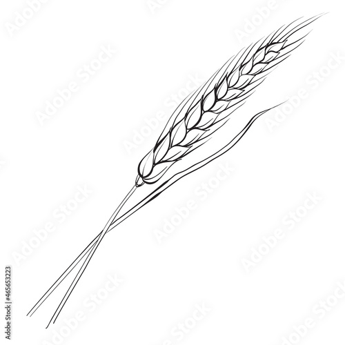 Vector branches of wheat on white backgrounds.