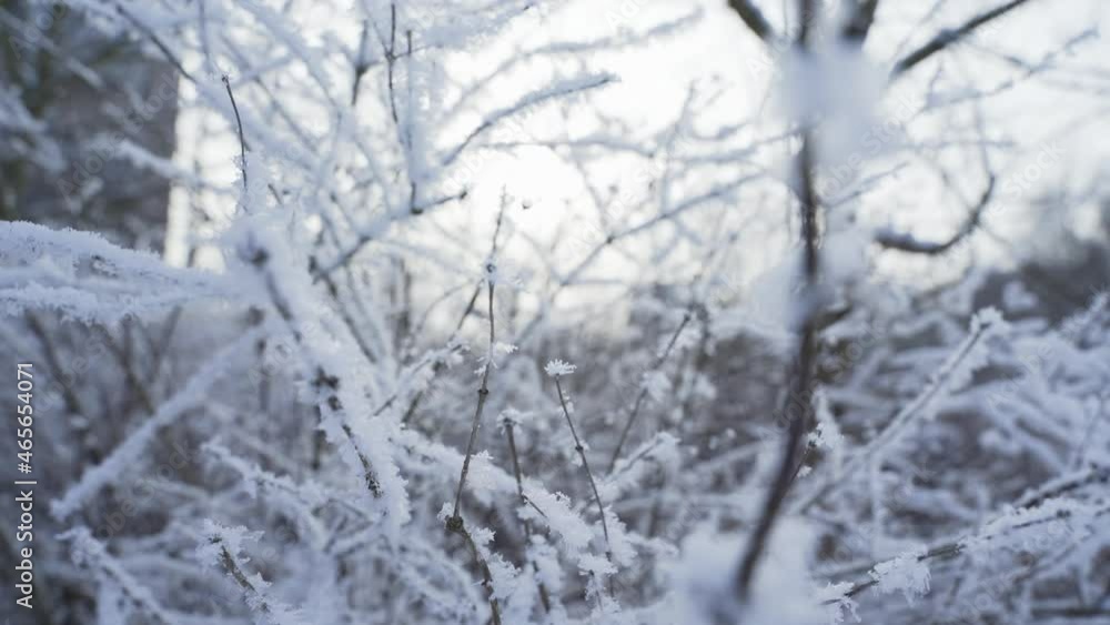Branches under the snow in winter. Trees under weight of snow. Branches under the snow in winter. Trees under weight of snow.