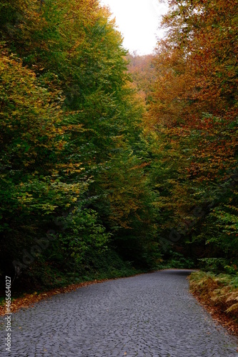 stone path under the colorful trees.