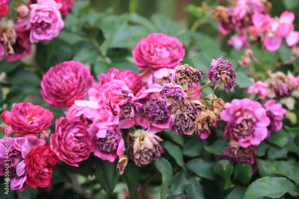 pink flowers in the garden