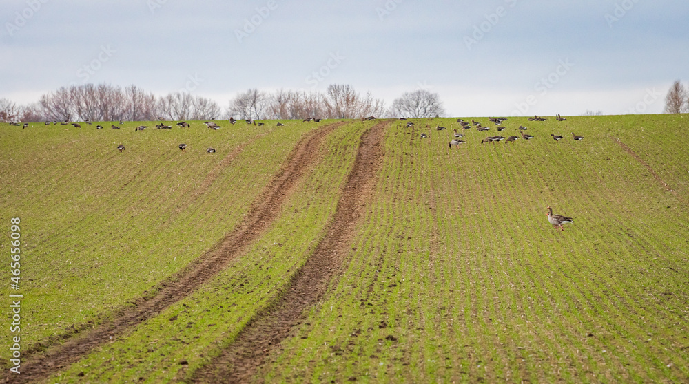 Groups of ducks in a sown field Groups of ducks in a sown field