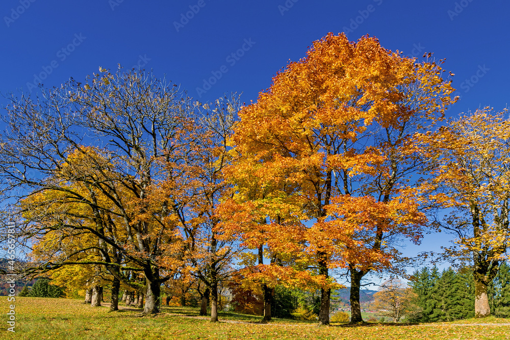 Oberstdorf - Bäume - Allee - Sonnenstern - Herbst - Spaziergang