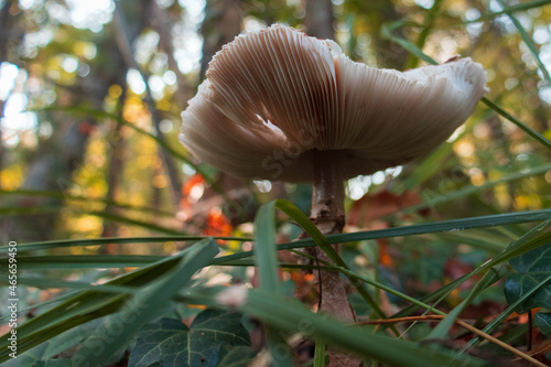 Low angle view of an aged Parasol mushroom (Macrolepiota procera) on a field. Aging process of a mushroom