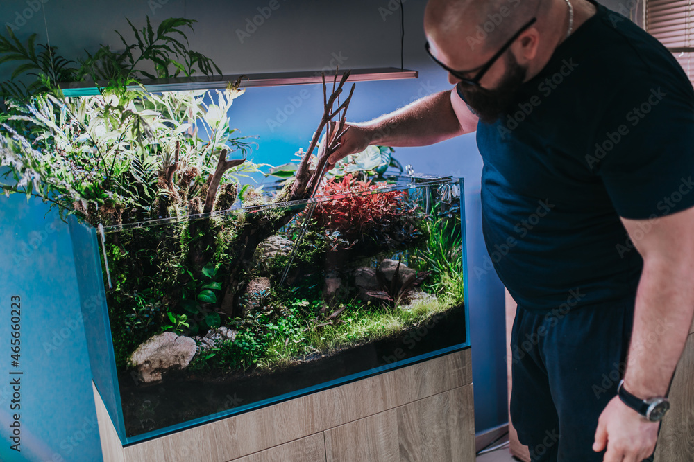 Male worker working in aquarium showroom and using aquascaping tweezers for fish tank aquatic plants. - obrazy, fototapety, plakaty 