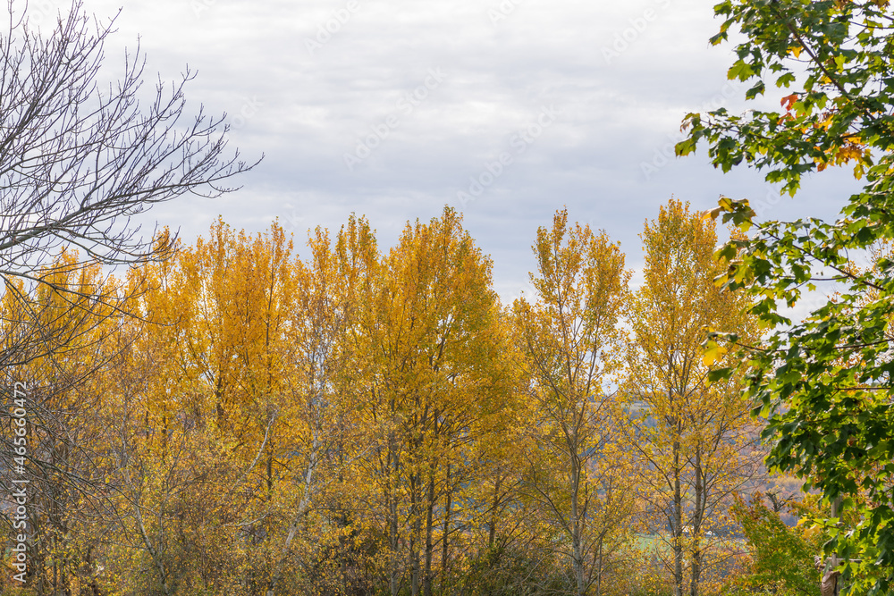 A row of poplar trees in yellow fall color.  Shot in rural Nova Scotia in October.