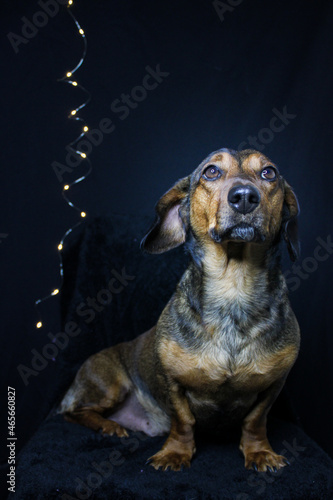 Brown sausage, posing with a black background with warm led lights