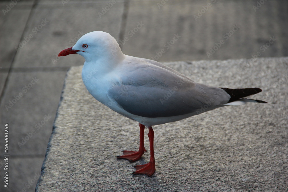 Fototapeta premium seagull on the pier