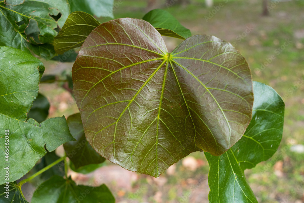 Obraz premium Close up green - brown leaf