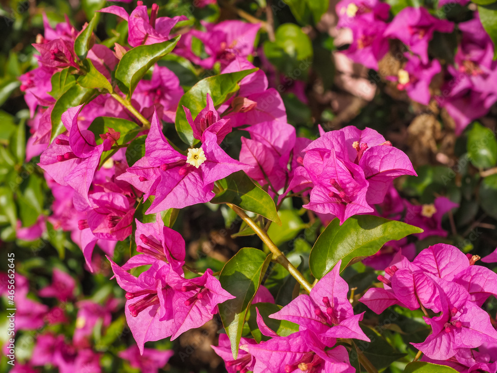 Bougainvillea spectabilis, glabra or buttiana known as great bougainvillea. Flowering plant in the family Nyctaginaceae. Evergreen Paperflower is ornamental plant, woody vine shrub with pink flowers. Bougainvillea spectabilis, glabra or buttiana known as great bougainvillea. Flowering plant in the family Nyctaginaceae. Evergreen Paperflower is ornamental plant, woody vine shrub with pink flowers.