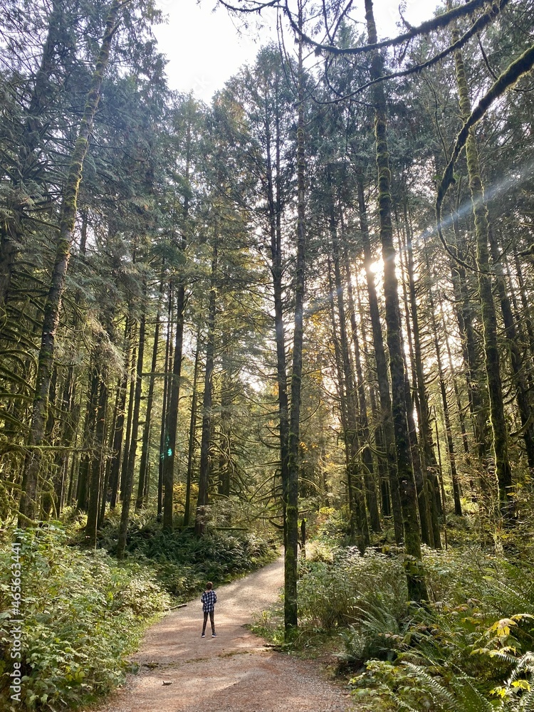 Fototapeta premium path in the woods